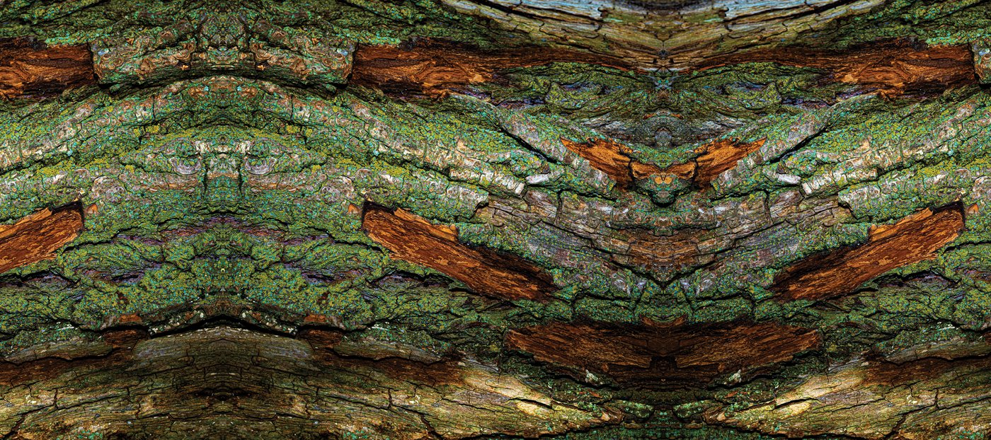 Collaboration — mirrored bark panoramic