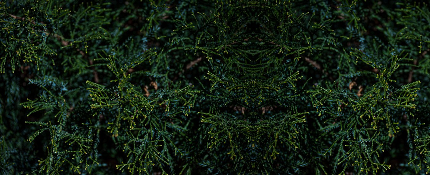 Collaboration — mirrored evergreen foliage